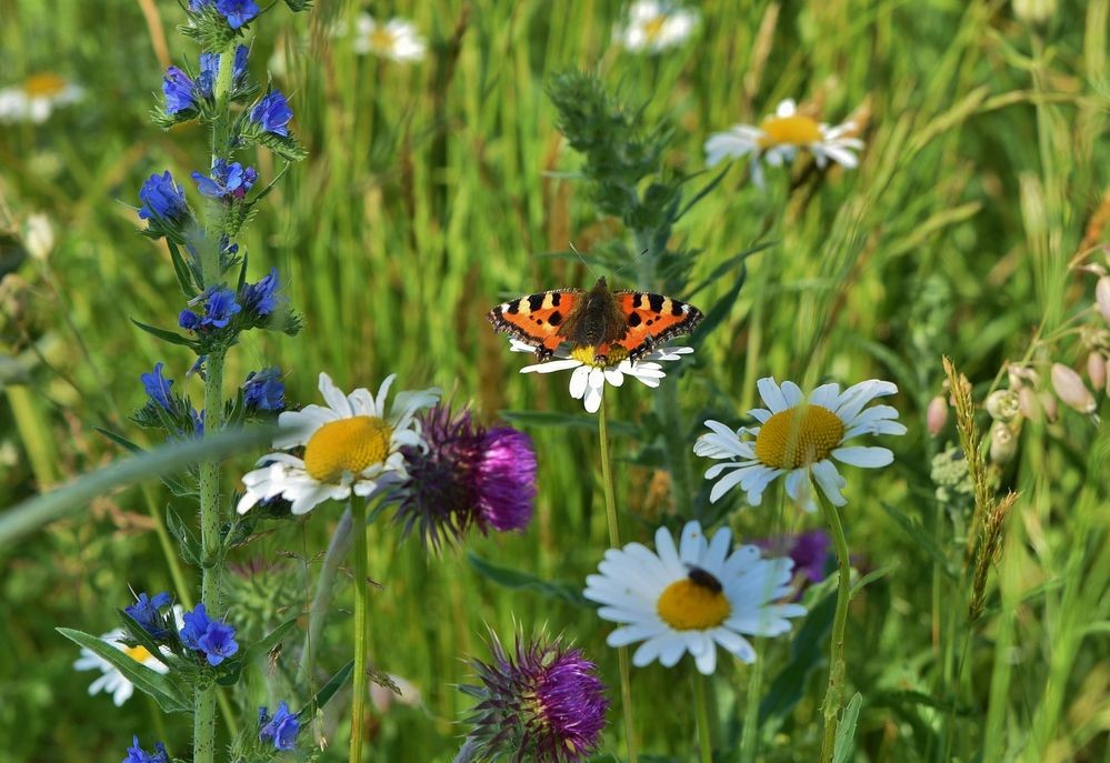 blumenwiese