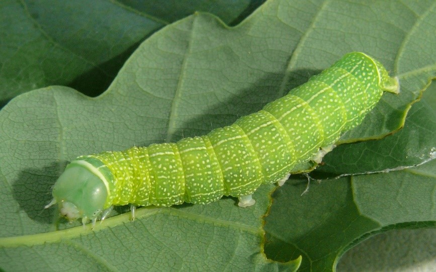 schmetterling1