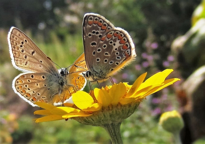 schmetterling3