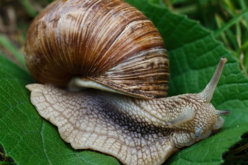 schnecke