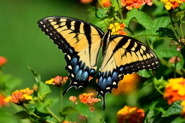 tiger-swallowtail-butterfly-3595002_640